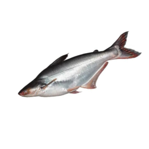 PANGUSH  WHOLE FISH  500G-1KG