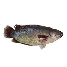 KOI FISH CLEAN 500gr